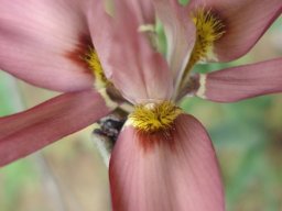 Moraea ciliata flower close-up